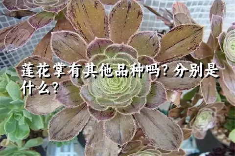 莲花掌有其他品种吗？分别是什么？