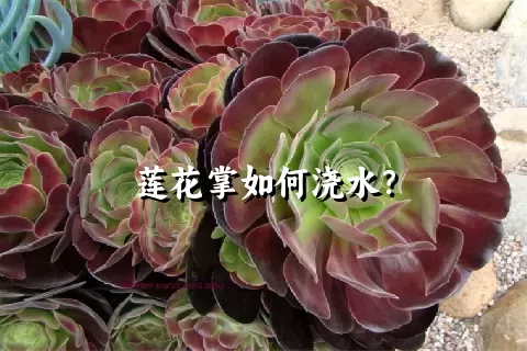 莲花掌如何浇水？