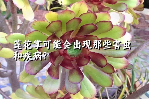 莲花掌可能会出现那些害虫和疾病？