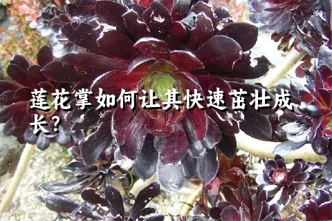 莲花掌如何让其快速茁壮成长？