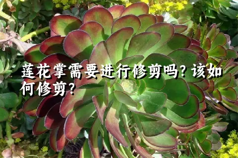 莲花掌需要进行修剪吗？该如何修剪？