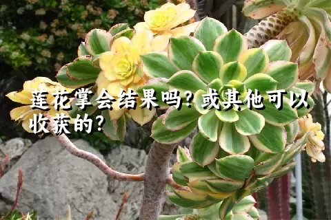 莲花掌会结果吗？或其他可以收获的？