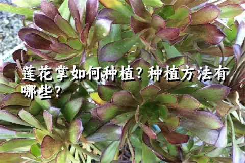 莲花掌如何种植？种植方法有哪些？