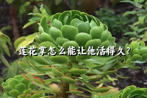 莲花掌怎么能让他活得久？