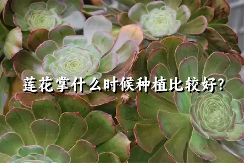 莲花掌什么时候种植比较好？