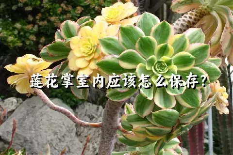 莲花掌室内应该怎么保存？