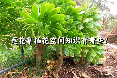 莲花掌插花空间知识有哪些？