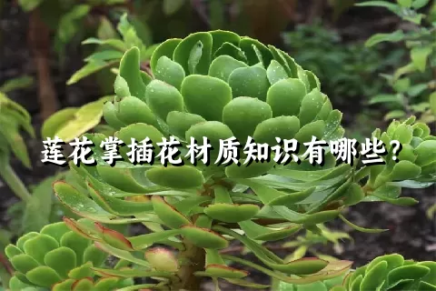 莲花掌插花材质知识有哪些？