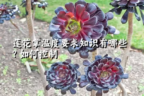 莲花掌温度要求知识有哪些？如何控制