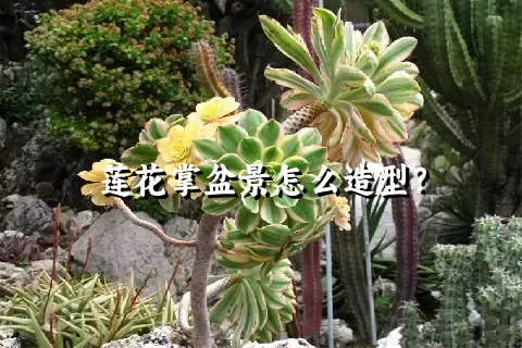 莲花掌盆景怎么造型？