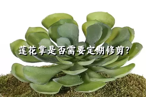 莲花掌是否需要定期修剪？