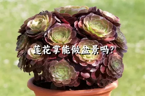 莲花掌能做盆景吗？