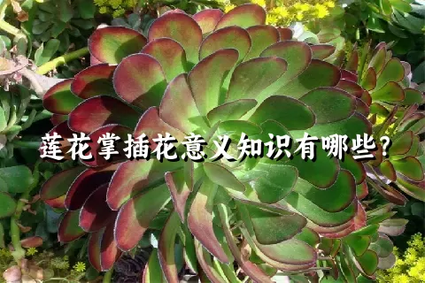 莲花掌插花意义知识有哪些？