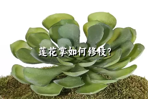 莲花掌如何修枝？