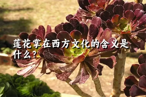 莲花掌在西方文化的含义是什么？