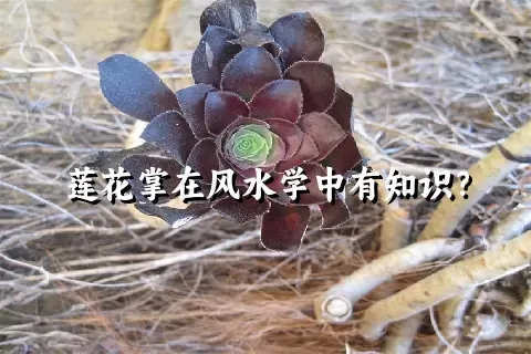 莲花掌在风水学中有知识？