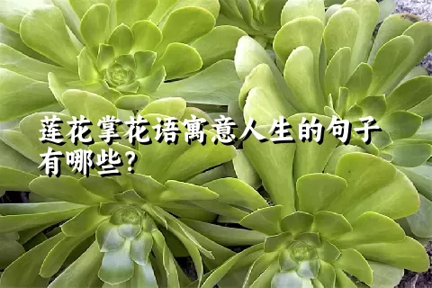 莲花掌花语寓意人生的句子有哪些？