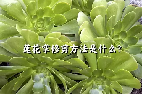 莲花掌修剪方法是什么？