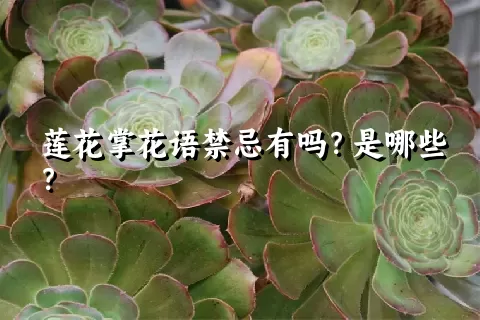 莲花掌花语禁忌有吗？是哪些？