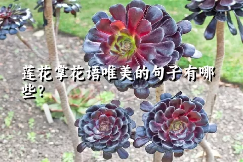 莲花掌花语唯美的句子有哪些？