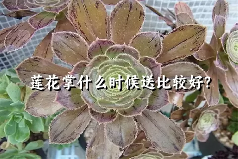 莲花掌什么时候送比较好？