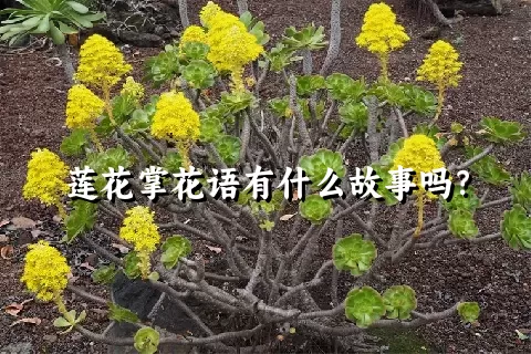 莲花掌花语有什么故事吗？