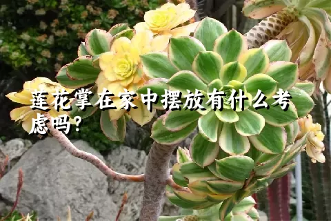 莲花掌在家中摆放有什么考虑吗？