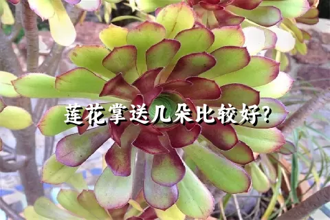 莲花掌送几朵比较好？