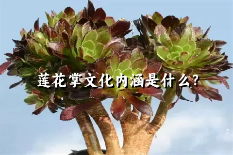 莲花掌文化内涵是什么？