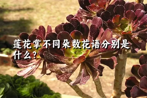 莲花掌不同朵数花语分别是什么？