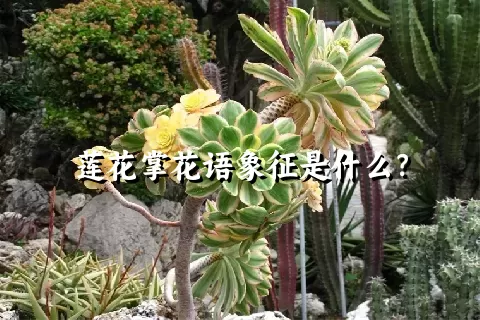 莲花掌花语象征是什么？