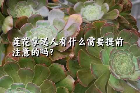 莲花掌送人有什么需要提前注意的吗？