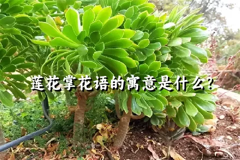 莲花掌花语的寓意是什么？