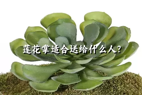 莲花掌适合送给什么人？