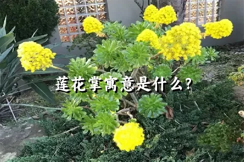 莲花掌寓意是什么？