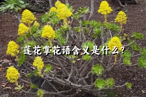 莲花掌花语含义是什么？