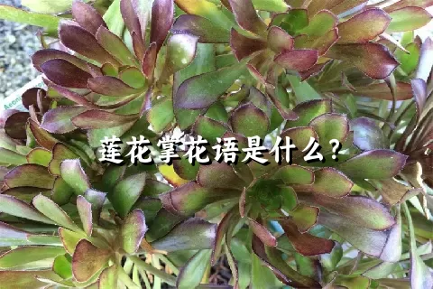 莲花掌花语是什么？