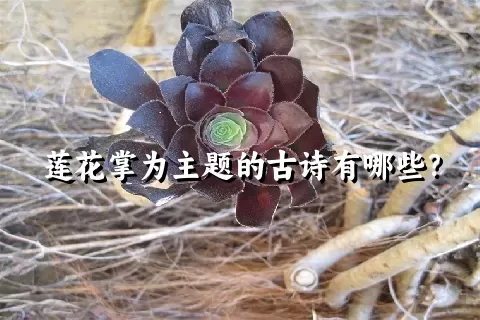 莲花掌为主题的古诗有哪些？