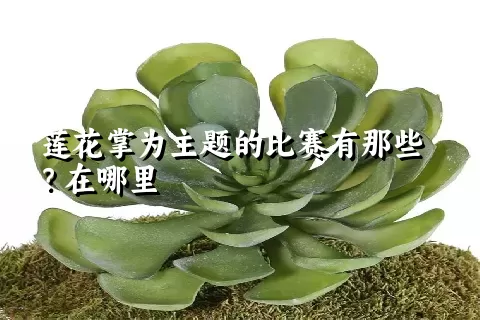 莲花掌为主题的比赛有那些？在哪里