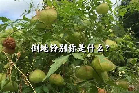 倒地铃别称是什么？