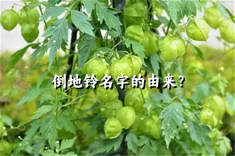 倒地铃名字的由来？