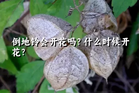 倒地铃会开花吗？什么时候开花？