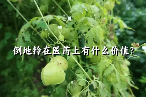 倒地铃在医药上有什么价值？