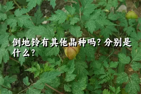 倒地铃有其他品种吗？分别是什么？