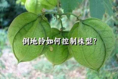 倒地铃如何控制株型？