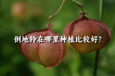 倒地铃在哪里种植比较好？