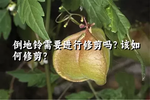 倒地铃需要进行修剪吗？该如何修剪？