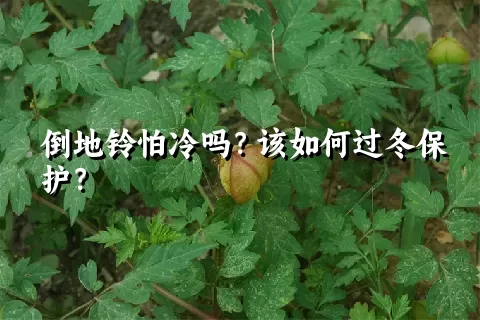 倒地铃怕冷吗？该如何过冬保护？