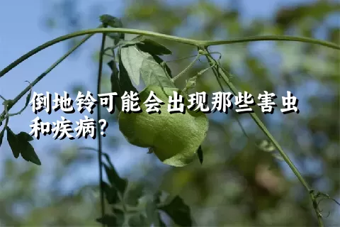 倒地铃可能会出现那些害虫和疾病？