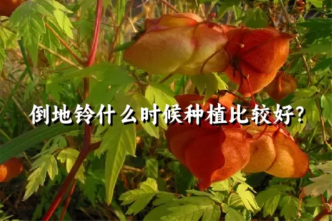 倒地铃什么时候种植比较好？